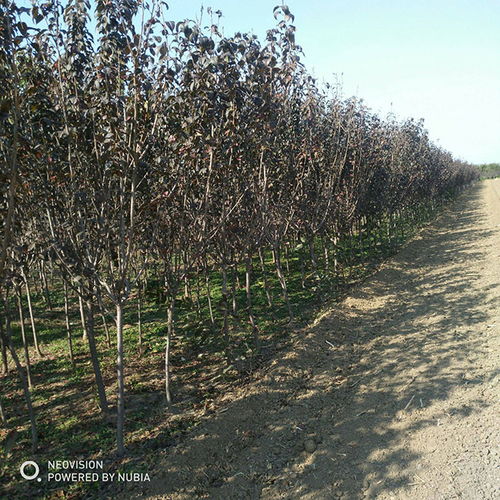 和樱花长得忒别像的花