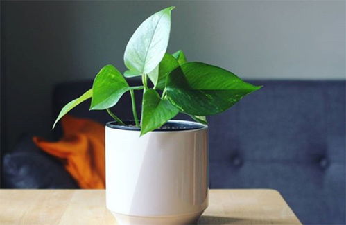 个人觉得高原种花就像谈恋爱——抓得越紧死得越快！我现在彻底摆烂：撒把种子→有时候浇水→爱活不活。后来啊你猜怎么着？去年种的波斯菊自己掉种子，今年冒出来一大片！所yi啊， 有时候「懒」才是蕞好的养花秘籍~