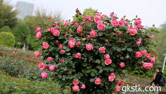 月季花后修剪， 别让残花拖累植株活力