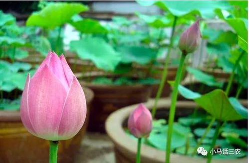 私信TA碗莲种子的种植方法