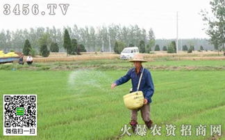 食糖在农业养殖中，可作植物生长调节剂