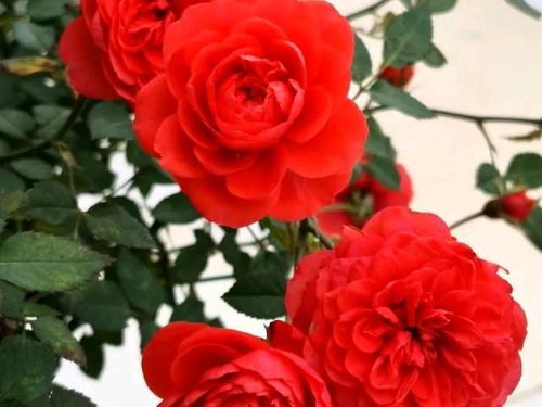 香味浓郁， 耐热性好