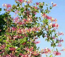 惊人的生长速度