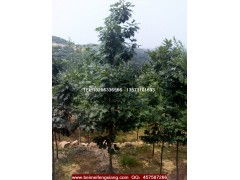 江西橡树种植：一场细节决定成败的较量