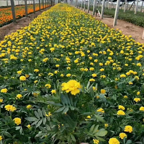 孔雀草花苗种植小技巧分享