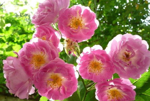 蔷薇花的特点：美得不像话