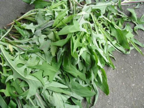 花叶滇苦菜：叶似花