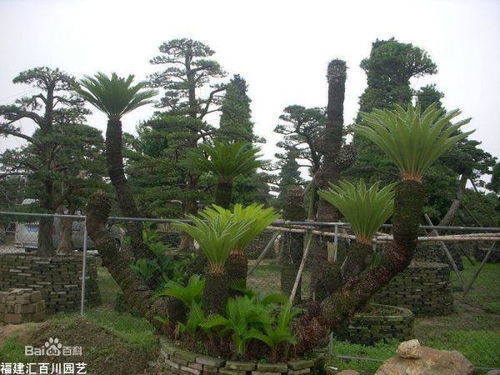 铁树叶片修剪不当易影响美观，掌握修剪技巧是打造美丽花园的关键