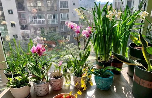 浇水， 就像是给银脉花洗澡，要讲究方法