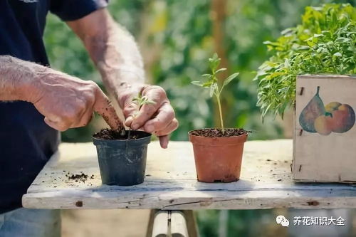 金银花生死速判，养花秘籍，爆款花卉必看！