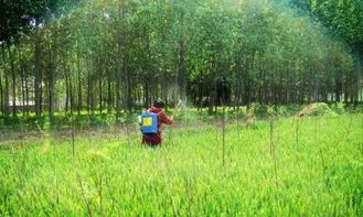 高温喷药，小心药害找上门