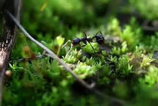 蚂蚁森林花捧的新款式期待