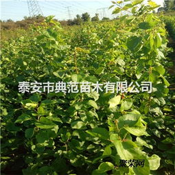 杏树苗冒芽的秘密