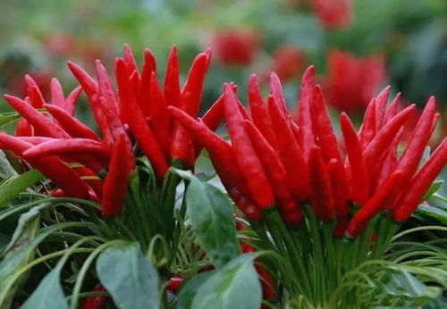 辣椒施肥管理：农家肥要腐熟