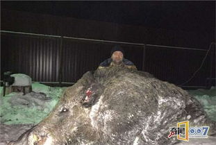 猎人捕获535公斤巨野猪，其体重如山头般巨大