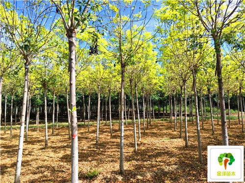 种子处理就像煮泡面：