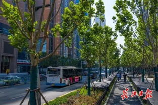 行道树：城市中的绿色守护者
