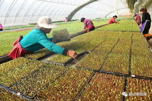 低温环境育苗数据对比