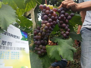 缩节胺在农业上的大作用