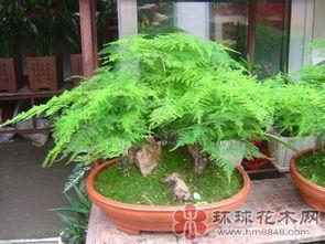 淘米水：营养丰富的天然肥料