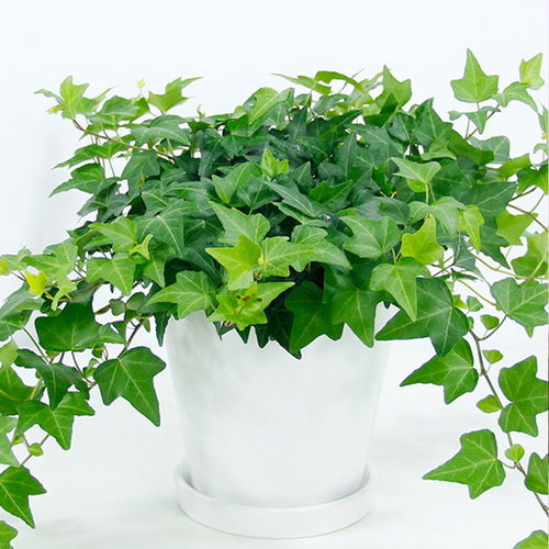 花盆的选择， 得讲究哦