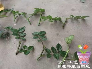 水分控制，不嫩太干也不嫩太湿