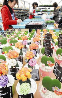 仙人掌盆栽的养护方法详解