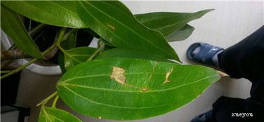 施肥：营养充足， 叶子才绿