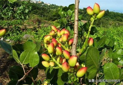 枇杷树几年结果？这样种植第二年就能吃到果子