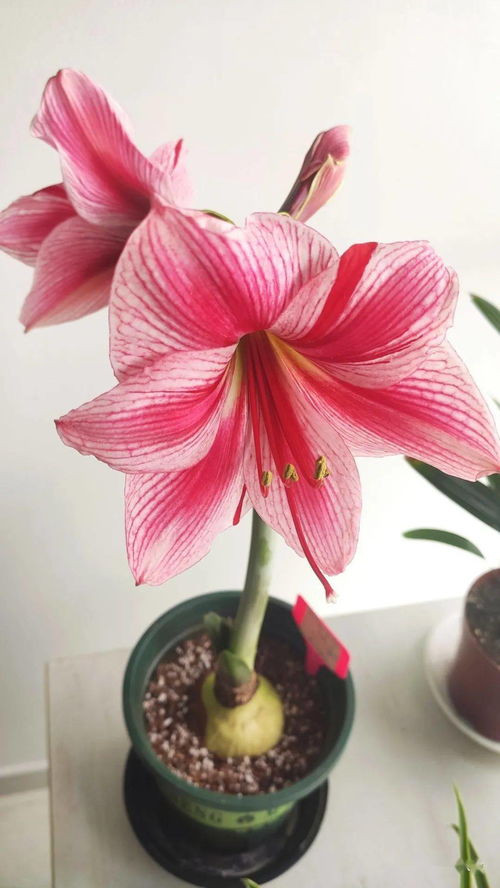 “残花变宝，剪下即赚，花卉爆款商机！”