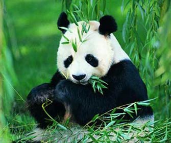 驴属于哺乳纲、奇蹄目、马科、驴属动物