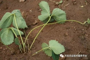 韭菜定植需注意时间、密度、深度和方向