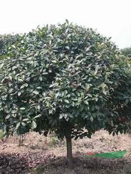 红叶石楠的两种高度：2公分与8公分