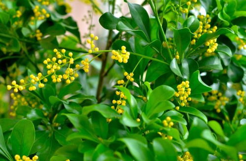 肥水跟上，开花梗美