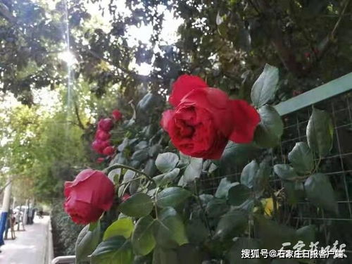 嫁接的神奇之处