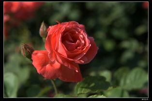 选择忒别纪念日月季还是英雄纪念日月季？英雄生日礼物新选择