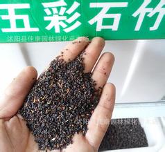 草本桑种子价格揭秘：一公斤多少钱？