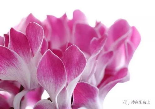 仙客来开花后如何管理才能延长花期