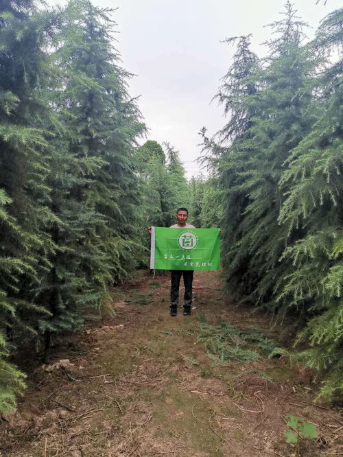 汝南县雪松花木种植的丰富品种