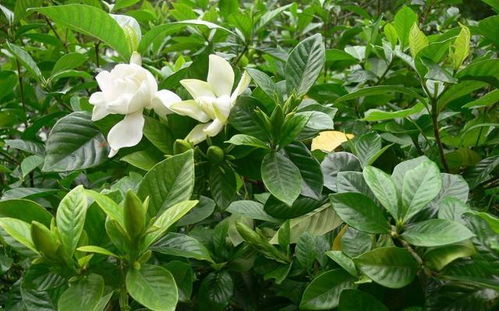 栀子花花苞迟迟不开？土壤酸碱度失衡可能是问题所在