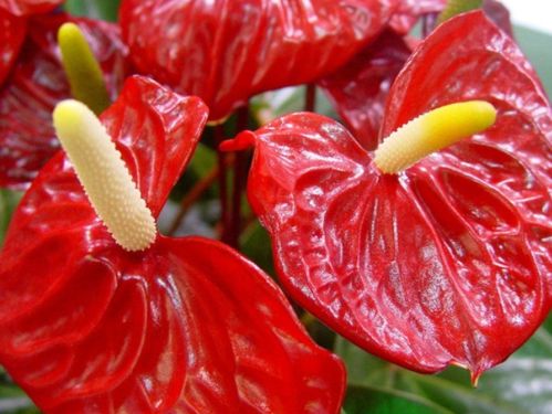 朱莉昂德里厄月季的花期揭秘