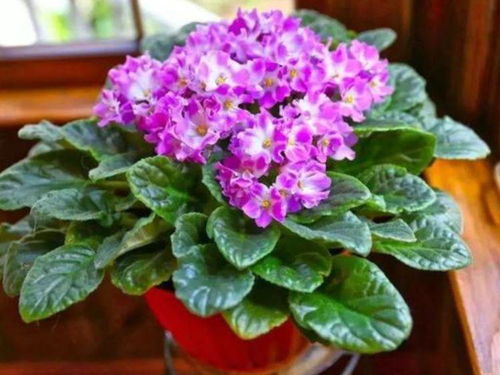 紫色的美丽使者——紫罗兰