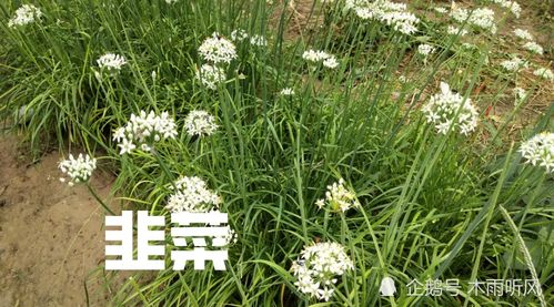 龙柏的种植时间