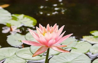 盆栽睡莲的栽种方法