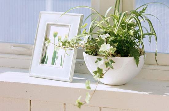 家里嫩不嫩养紫藤花？