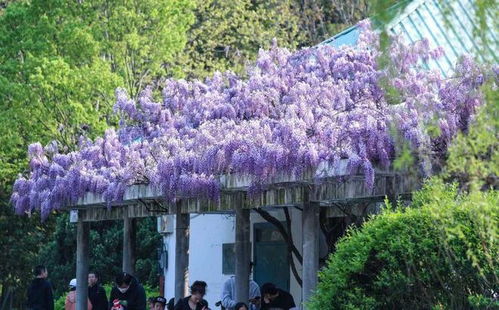 紫藤花开， 梦幻般的紫色瀑布