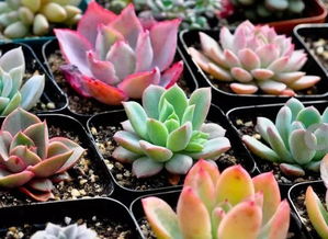 导语:如guo不是花盆太小了,或着土壤板结、多肉根系有问题,也不一定非要给多肉换盆。