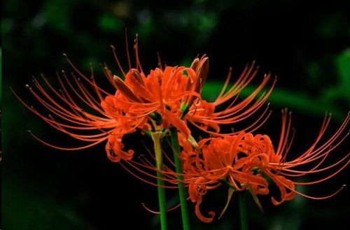 球根花卉的种植技巧