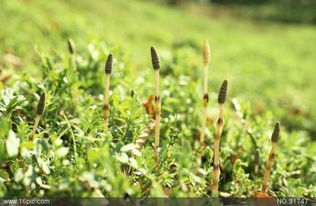 冰凌花，东北春天的使者