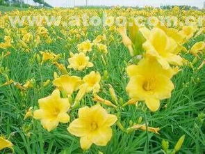 第一步：选地整地，土地要选好